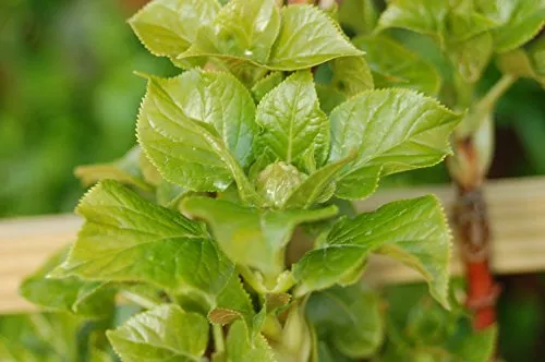 Climbing Hydrangea